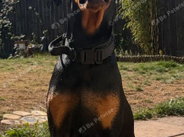 9mth female Doberman