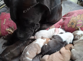 7 staffie puppies