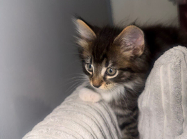 Kittens for sale