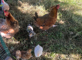 Bantum dorking cross and 3 chicks