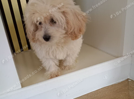 Multipoos puppies one boy one girl available ready now