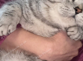 Gorgeous, Loving & Smart Male BSH Looking For His Forever Home