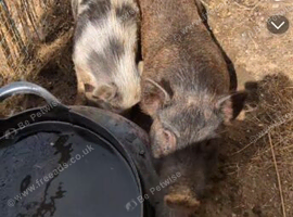 Juliana pigs