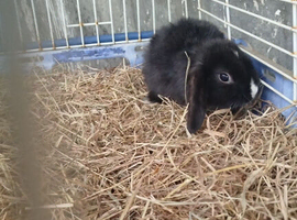 Baby mini lops