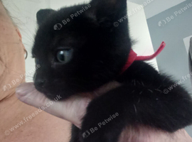 Lovely chocolate female kitten