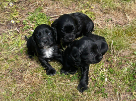Full cocker spaniels puppy&rsquo;s