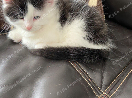 Kittens ready to go