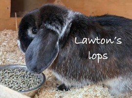 Breeding pair of mini lops