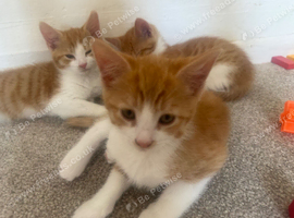 3 ginger and white boys ready for rehoming :)