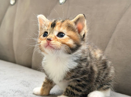 Beautiful kittens for sale with starter packs ️