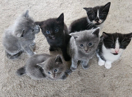 Kittens for sale