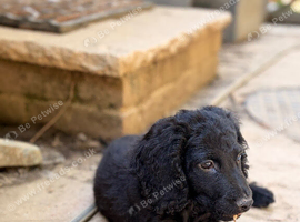 One black cockapoo