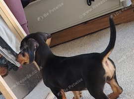 Jack Russell x dachshund
