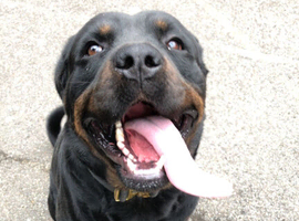 Pure breed Rottweiler