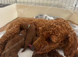 Deep Red Toy Poodle