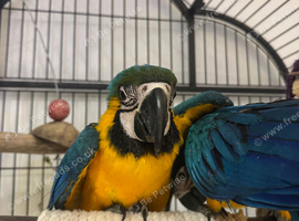 SILLY TAME Blue and gold baby macaws - 14/10/2026
