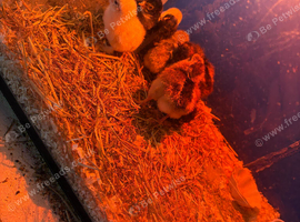 3 day old chicks