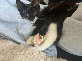 3 lovely kittens for sale