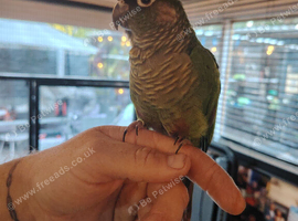 9mth old tamed Green cheek