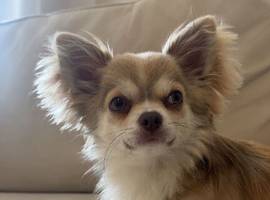 Fluffy Chihuahua Stud &ndash; Proven with Two Successful Litters