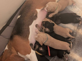 Beagle / cockerfrenchies