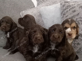 ️  KC Registered Show Type Cocker Puppies️