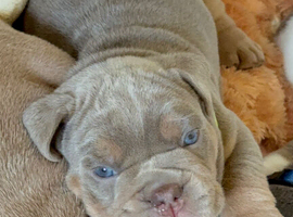 English bulldog puppies