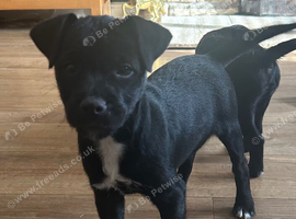 Quality Patterdale Terrier Puppies