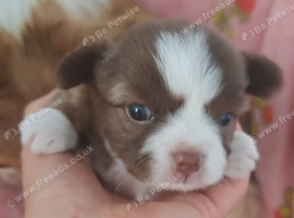 Meet "William" 7 week old male long coat chihuahua