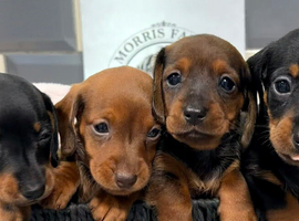 Ready now Outstanding Russian bloodline minis