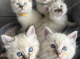 Ragdoll kittens