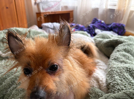 Leo is looking for his forever home