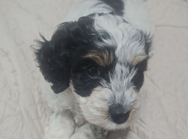 6 month old girl cockapoo