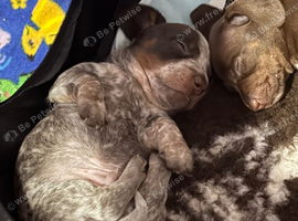 KC Miniature Dachshund