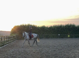 Selection of horses available