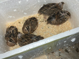 Female and male quails