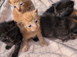 Kittens