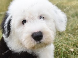 STANLEY  KC Registered Old English Sheepdog READY NOW