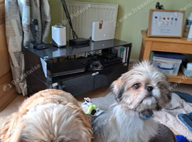 Boy Pugzu for sale