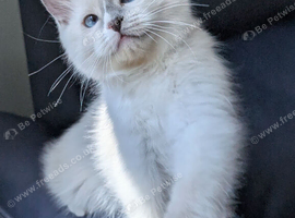 TICA EU champion ragdoll kitten