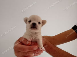Three gorgeous girl Jack chi pups