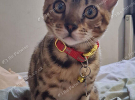 Female bengal kitten