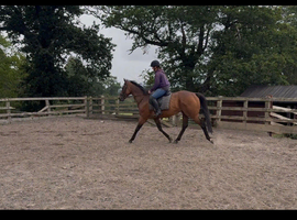 Lovely 15.3/16h Bay Gelding 8yrs old
