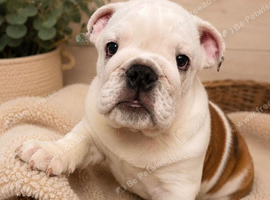 English bulldog gorgeous pups KC registered genuine breed colours