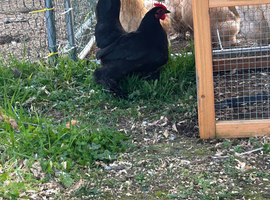 Pair of black booted bantam