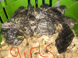 SEXED CHINESE PAINTED BUTTON QUAILS !