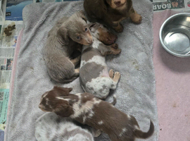 Miniature dachshund puppies