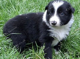 Gorgeous traditional collie pups for sale
