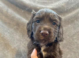 Working Cocker Spaniel puppies