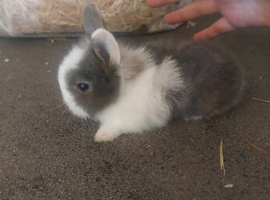 Baby lionheads ready end of June